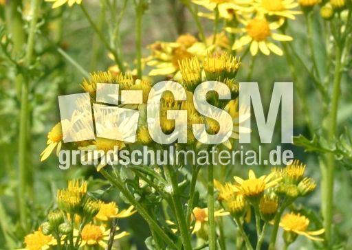 Raukenblättriges Greiskraut-2.jpg
